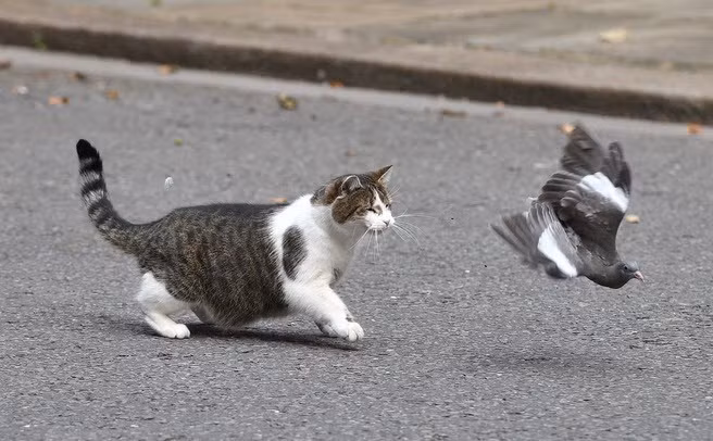 Hình ảnh động vật ấn tượng ghi cảnh mèo đuổi theo chim bồ câu trên đường phố ở Downing Street, London, Anh. (Nguồn Guardian)