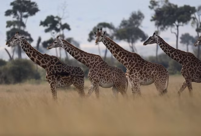 Đàn hươu cao cổ di chuyển trong khu bảo tồn động vật hoang dã Masai Mara ở Masai Mara, Kenya. (Nguồn Guardian)