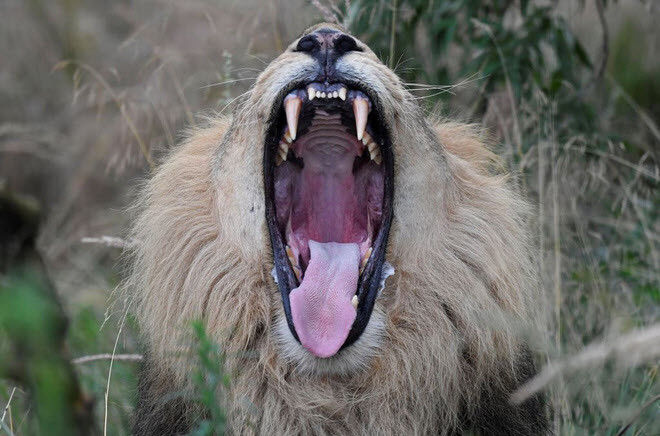 Con sư tử đực ngáp trước giờ cho ăn trong vườn thú ở thành phố London, Anh (Nguồn Guardian)