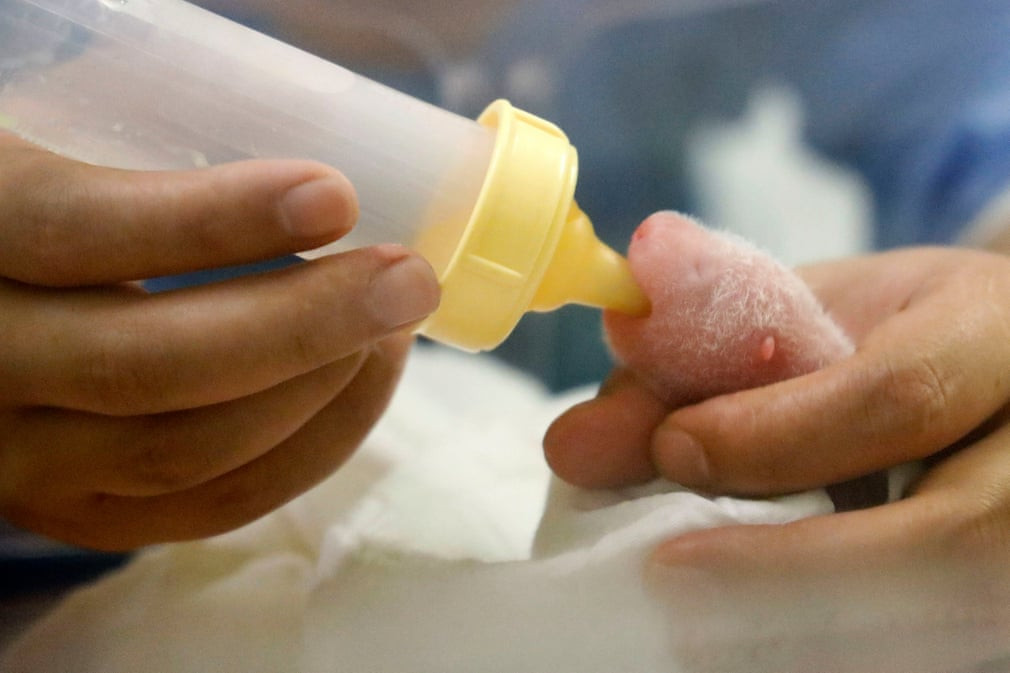 Nhân viên chăm sóc động vật cho gấu trúc sơ sinh uống sữa trong vườn thú ở thành phố Brugelette, Bỉ. (Nguồn Guardian)