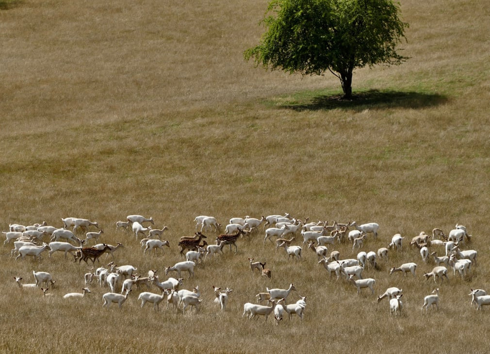 Đàn hươu kiếm ăn trên đồng cỏ ở Culham Court, Berkshire, Anh. (Nguồn Guardian)