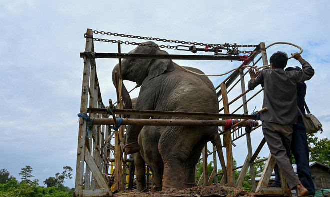 Nhân viên kiểm lâm chuẩn bị thả voi hoang dã về rừng sau khi nó đột nhập vào khu dân cư ở Yangon, Myanmar. (Nguồn Guardian)