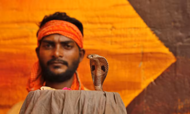 Rắn hổ mang được tôn thờ tại lễ hội Nag Panchami của người Hindu ở thành phố Prayagraj, Ấn Độ. (Nguồn Guardian)