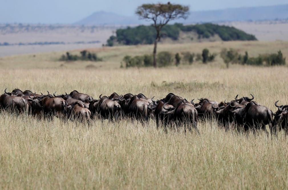 Đàn linh dương đầu bò kiếm ăn trong vườn quốc gia Maasai Mara ở Kenya. (Nguồn Guardian)