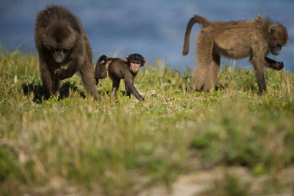 Những chú khỉ con chơi đùa trên đồng cỏ ở Cape Point, Nam Phi. (Nguồn Guardian)
