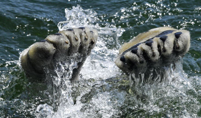 Gấu Bắc Cực nhảy xuống nước để tránh nóng trong vườn thú ở thành phố Gelsenkirchen, Đức. (Nguồn Guardian)