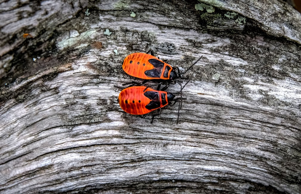 Cặp bọ lửa đậu trên thân cây trong khu bảo tồn thiên nhiên Prioksko-Terrasny ở ngoại ô thị trấn Serpukhov, Nga. (Nguồn Guardian)
