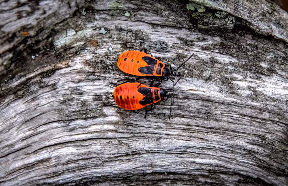 Cặp bọ lửa đậu trên thân cây trong khu bảo tồn thiên nhiên Prioksko-Terrasny ở ngoại ô thị trấn Serpukhov, Nga. (Nguồn Guardian)