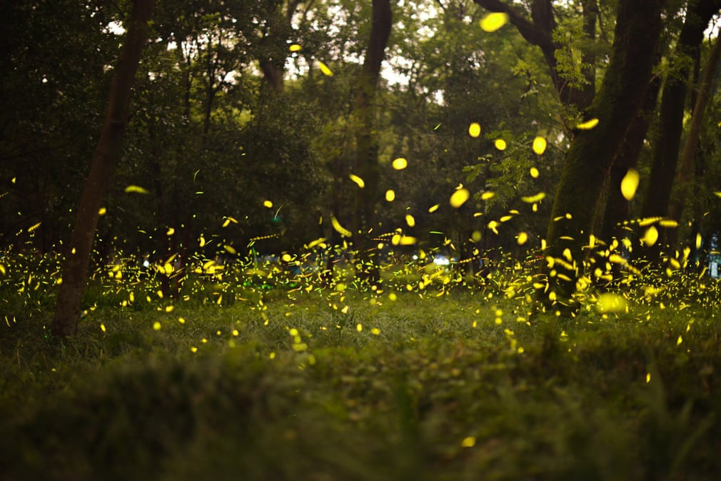 Đom đóm phát sáng trong đêm tại một công viên ở thành phố Nam Kinh, Trung Quốc. (Nguồn Guardian)