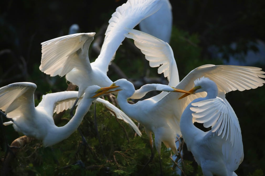Chim diệc bạch chơi đùa với nhau trong khu bảo tồn chim Hồ Hồng Trạch, Trung Quốc. (Nguồn Guardian)