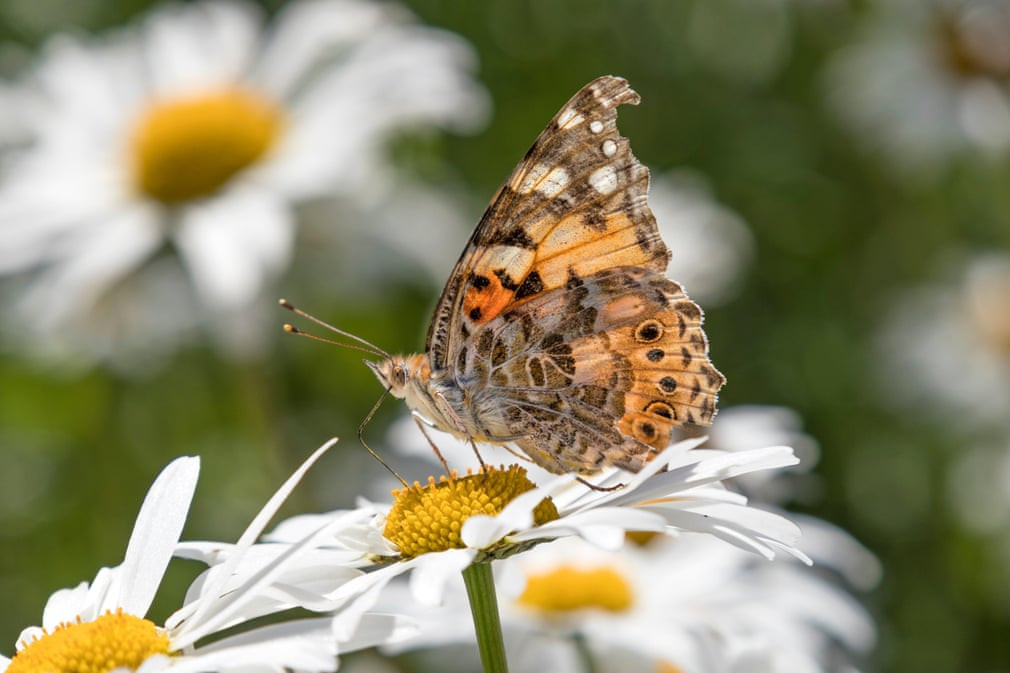 Bướm đậu trên bông hoa ở Teesdale, Durham, Anh. (Nguồn Guardian)