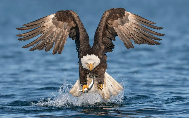 Hình ảnh động vật ấn tượng ghi cảnh đại bàng đầu trọc sà xuống mặt nước bắt cá dưới hồ ở Alaska, Mỹ. (Nguồn Guardian)