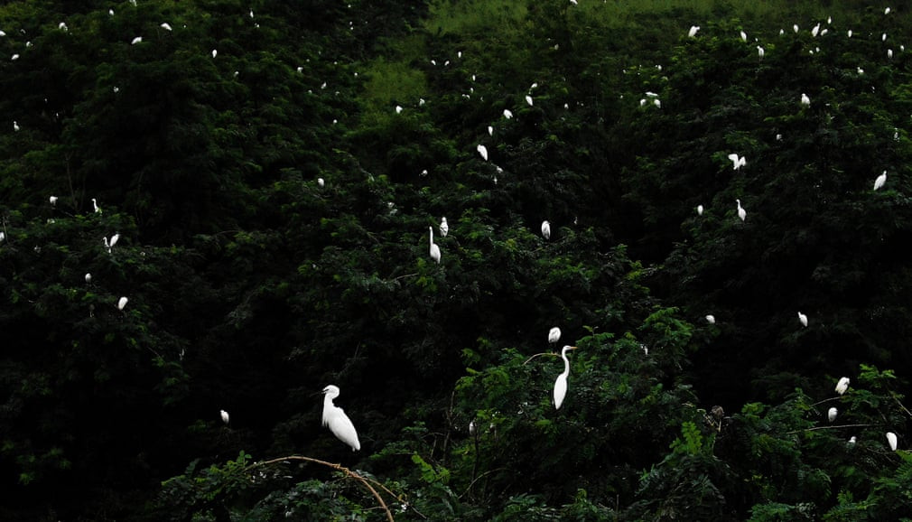 Đàn cò trắng đậu trên ngọn cây trong khu bảo tồn thiên nhiên Dafeng Milu ở tỉnh Giang Tô, Trung Quốc. (Nguồn Guardian)