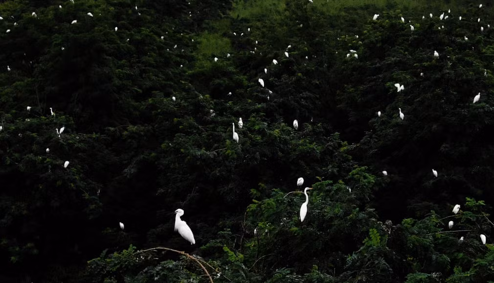 Đàn cò trắng đậu trên ngọn cây trong khu bảo tồn thiên nhiên Dafeng Milu ở tỉnh Giang Tô, Trung Quốc. (Nguồn Guardian)
