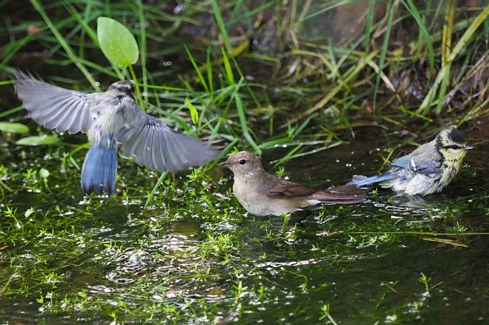 Những con chim tắm dưới suối gần ngôi chùa Nipponzan Myohoji ở Milton Keyne, Anh. (Nguồn Guardian)