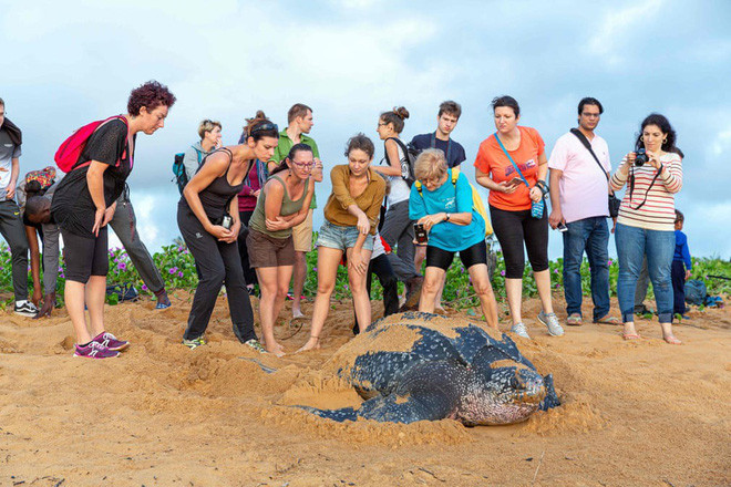 Du khách quan sát rùa đẻ trứng trên bãi biển ở Remire-Montjoly, Guiana thuộc Pháp. (Nguồn Guardian)