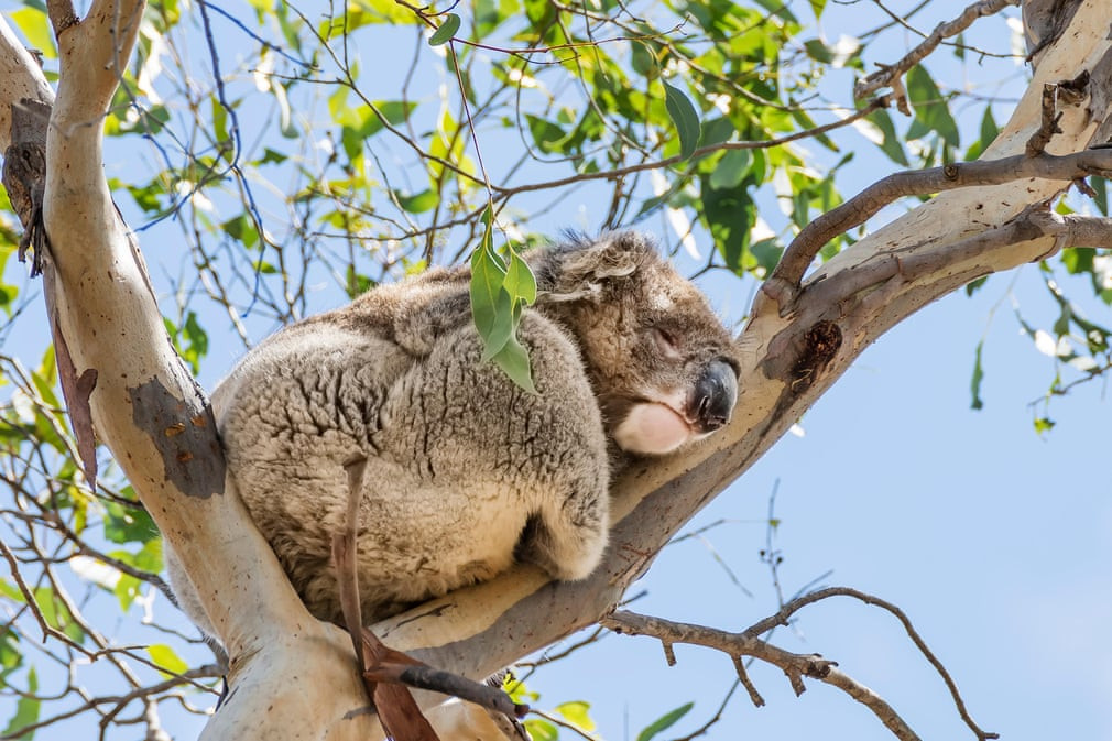 Gấu túi ngủ ngon lành trên cây tại đảo Kangaroo, Australia. (Nguồn Guardian)