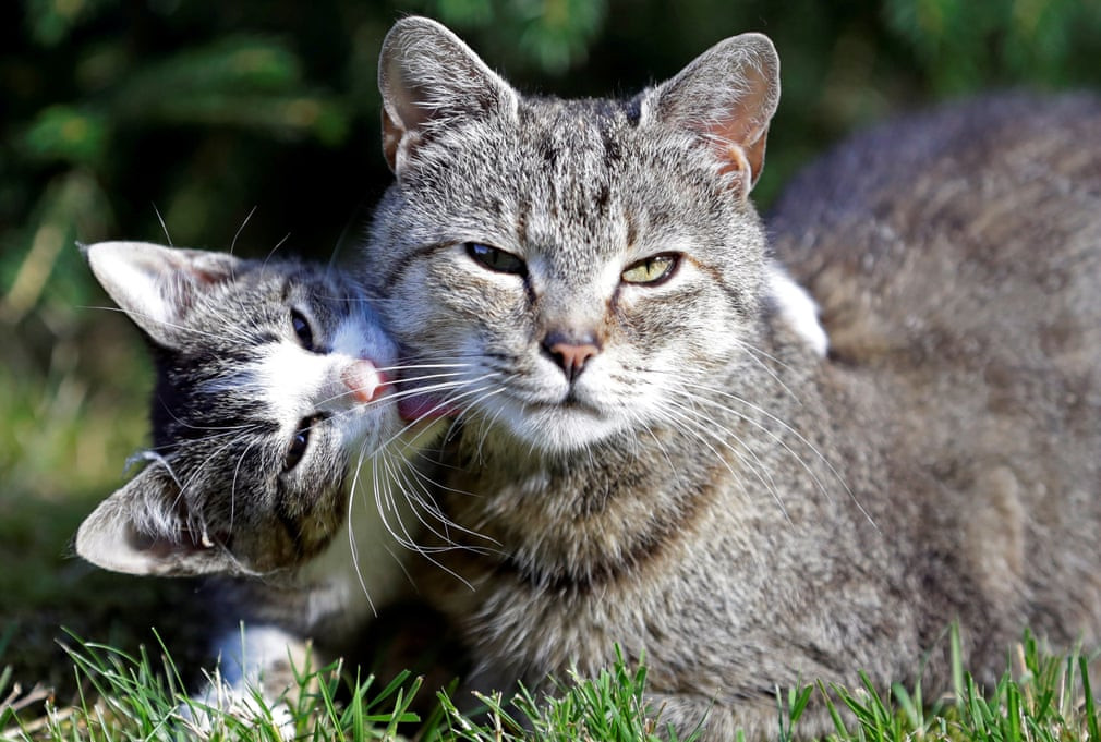 Mèo con chơi đùa với mẹ của nó tại ngôi làng Krompach ở Cvikov, Cộng hòa Czech. (Nguồn Guardian)
