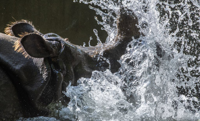 Tê giác tắm dưới nước để tránh nóng trong vườn thú Garten ở thành phố Berlin, Đức. (Nguồn Guardian)