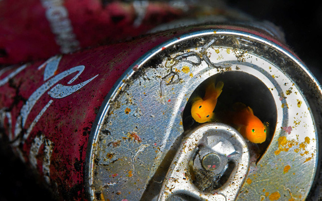 Cá sống trong vỏ chiếc lon nước ngọt dưới đáy biển ở ngoài khơi North Sulawesi, Indonesia. (Nguồn Guardian)