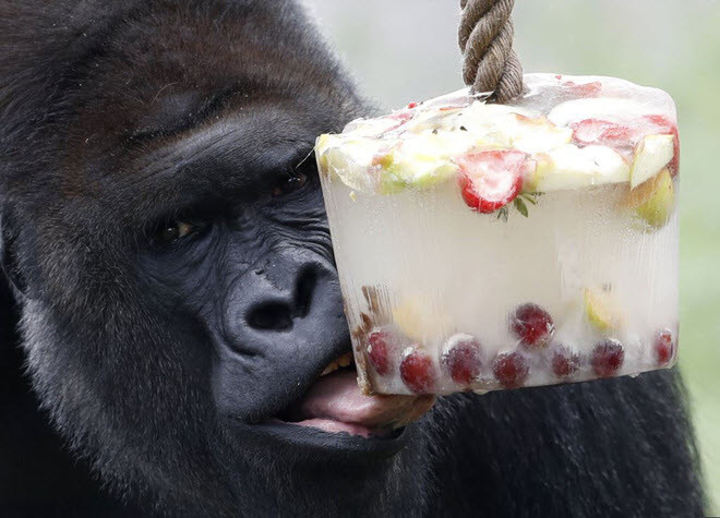 Khỉ đột ăn trái cây đóng băng để giải nhiệt vào một ngày nắng nóng trong vườn thú ở thành phố Prague, Cộng hòa Czech. (Nguồn Guardian)