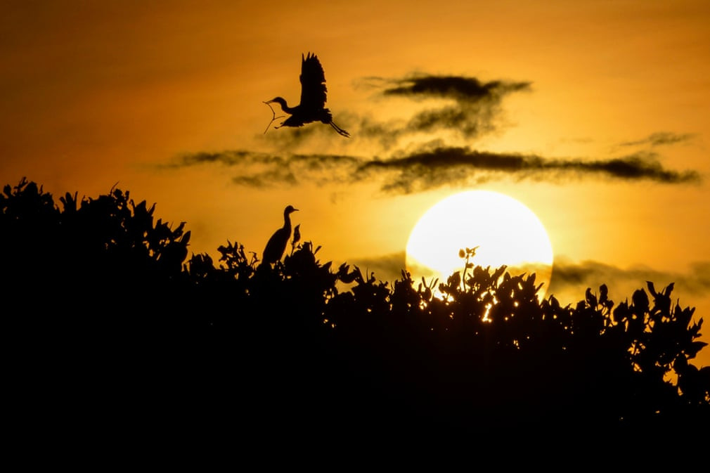 Chim diệc bạch bay trên rừng ngập mặn lúc bình minh gần Banda Aceh, Indonesia. (Nguồn Guardian)