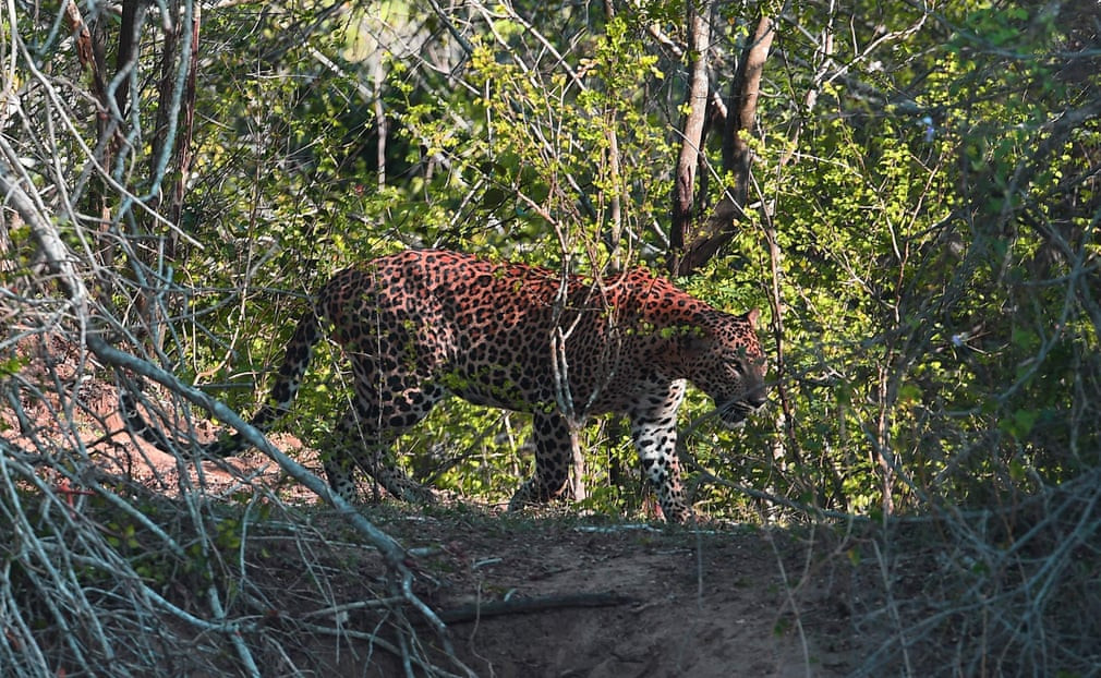Báo đốm đi kiếm ăn trong vườn quốc gia Yala ở Sri Lanka. (Nguồn Guardian)