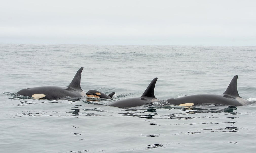 Đàn cá heo voi bơi ngoài khơi bờ biển British Columbia, Canada. (Nguồn Guardian)