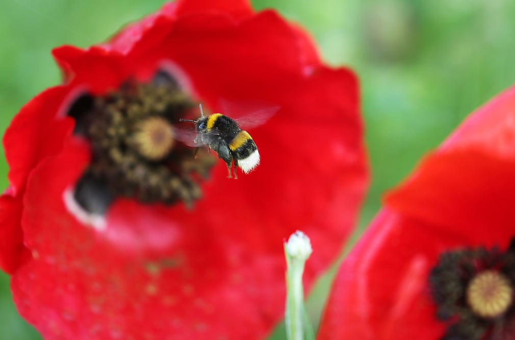 Ong hút phấn hoa ở thành phố Cologne, Đức. (Nguồn Guardian)