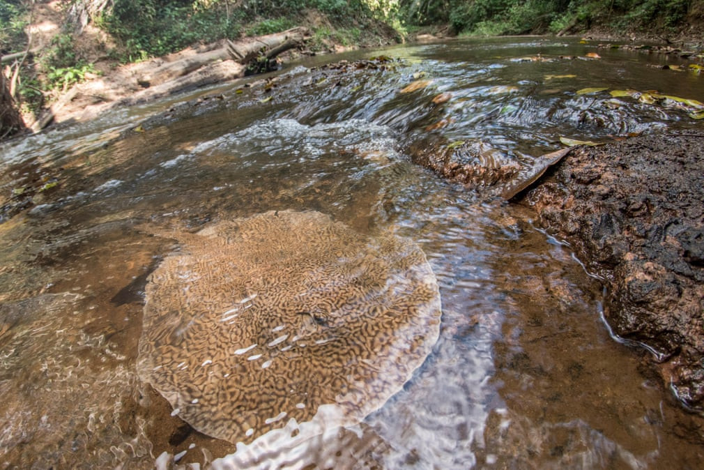Cá đuối hổ bơi dưới dòng suối tinh khiết ở Madre de Dios, Peru. (Nguồn Guardian)