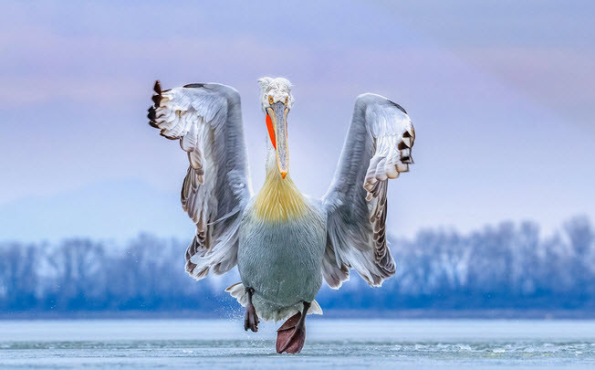 Chim bồ nông bay trên mặt hồ Kerkini ở Hi Lạp. (Nguồn Guardian)