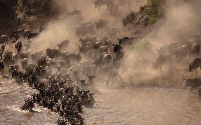 Hình ảnh động vật ấn tượng ghi cảnh linh dương đầu bò tạo ra đám mây bụi khi chúng vượt sông trong vườn quốc gia Maasai Mara, Kenya.