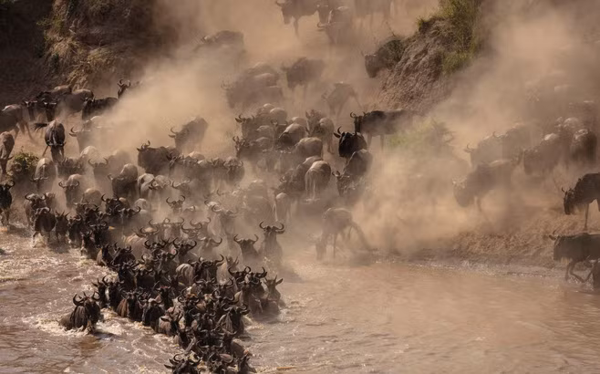 Hình ảnh động vật ấn tượng ghi cảnh linh dương đầu bò tạo ra đám mây bụi khi chúng vượt sông trong vườn quốc gia Maasai Mara, Kenya.