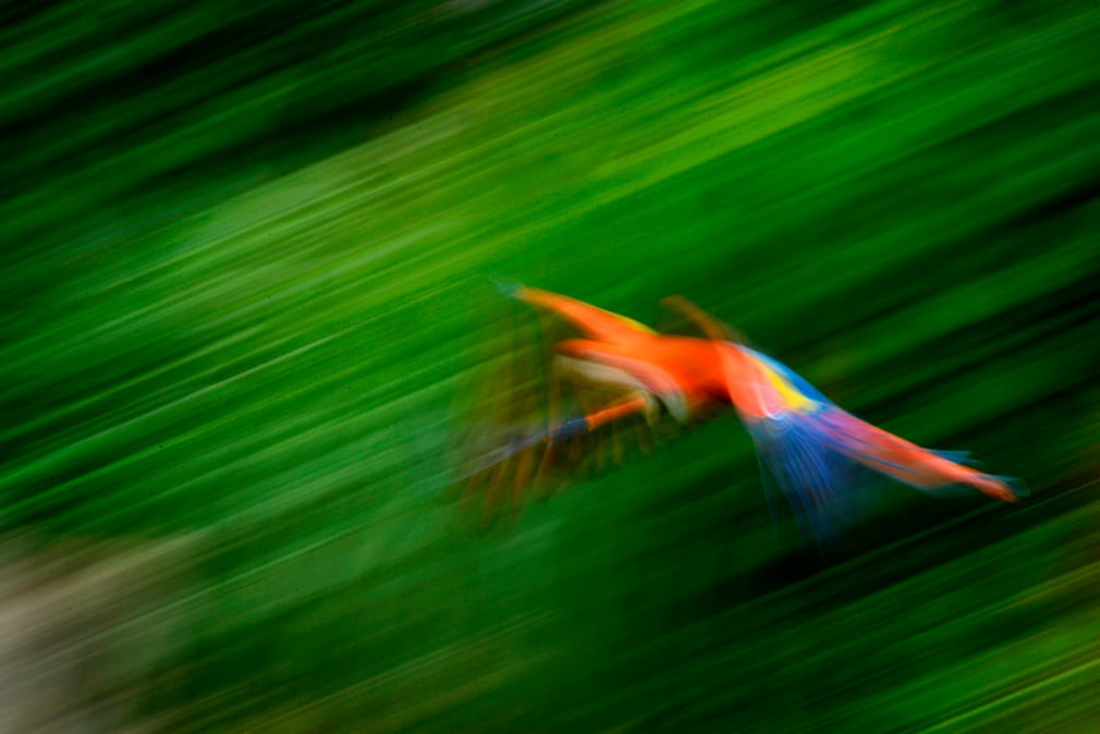 Chim vẹt bay trong vườn thú ở thành phố Cologne, Đức. (Nguồn Guardian)