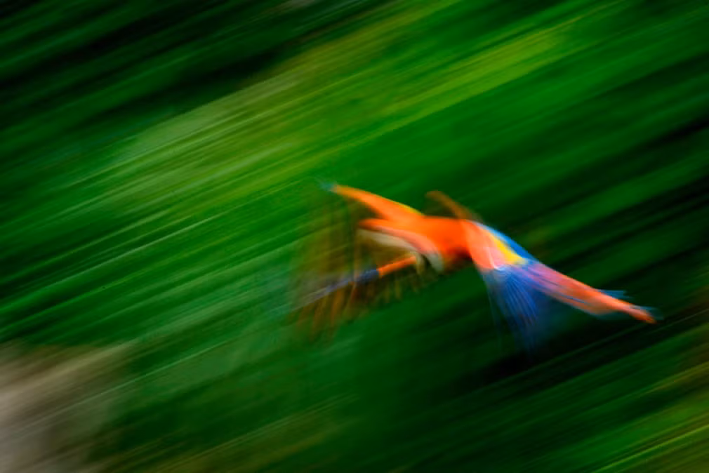 Chim vẹt bay trong vườn thú ở thành phố Cologne, Đức. (Nguồn Guardian)