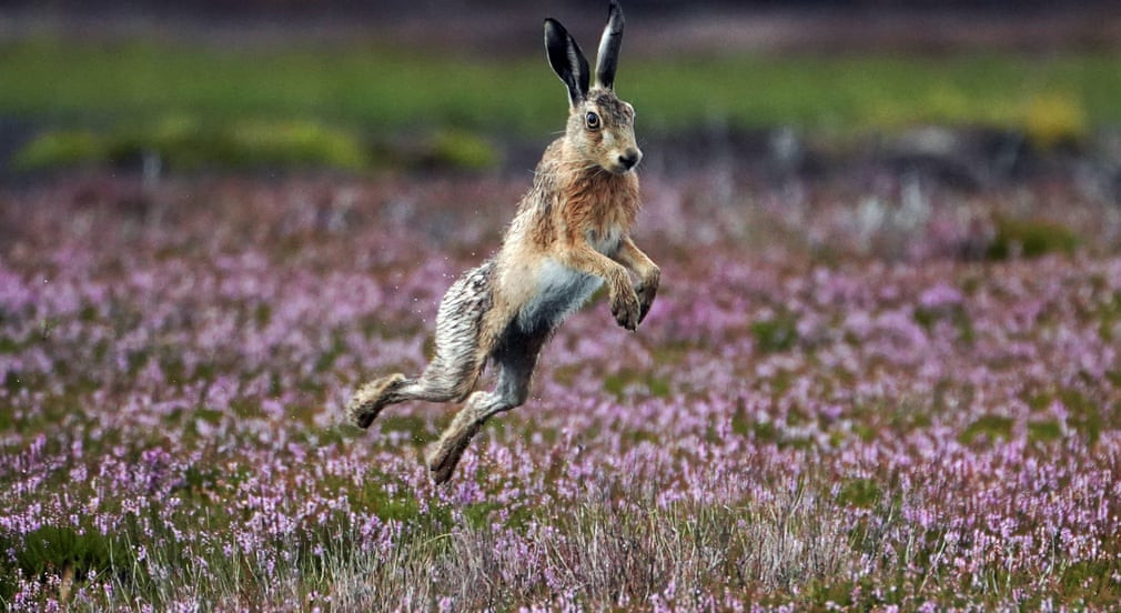 Thỏ hoang chạy nhảy trên cánh đồng cỏ ở Ripon, North Yorkshire, Anh. (Nguồn Guardian)