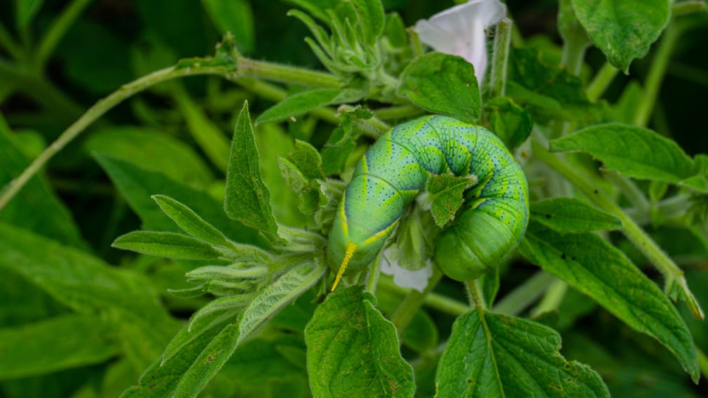 Sâu bướm ăn lá cây vừng ở Thái Lan. (Nguồn Guardian)