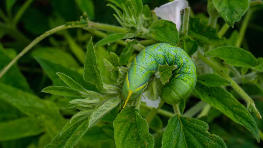 Sâu bướm ăn lá cây vừng ở Thái Lan. (Nguồn Guardian)