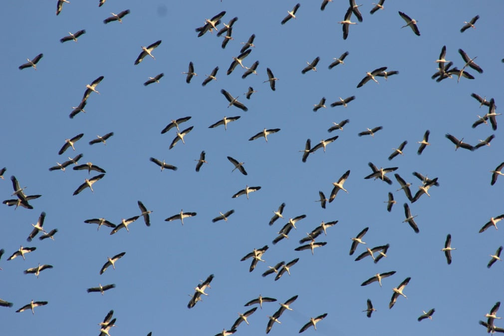 Đàn cò di cư bay qua vùng Osmaniye, Thổ Nhĩ Kỳ. (Nguồn Guardian)