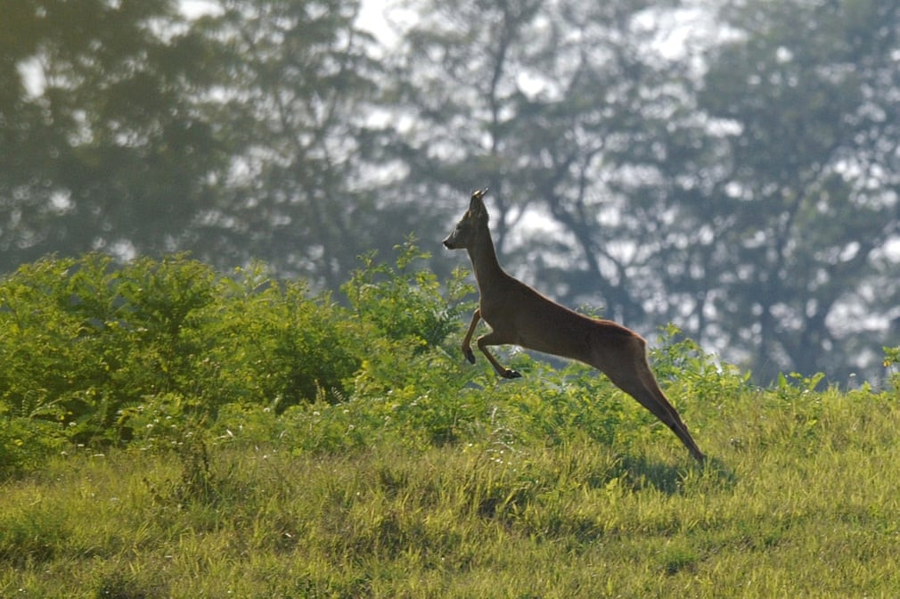 Hoẵng nghỉ ngơi trong một khu bảo tồn động vật ở gần thành phố Tamasi, Hungary. (Nguồn Guardian)