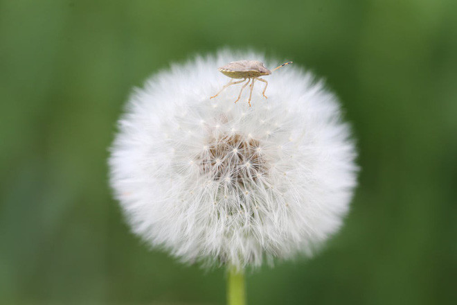 Cận cảnh côn trùng đậu trên bông hoa bồ công anh ở Van, Thổ Nhĩ Kỳ. (Nguồn Guardian)