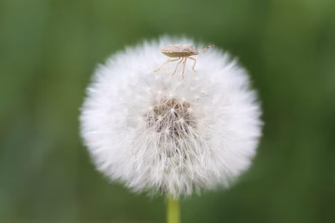 Cận cảnh côn trùng đậu trên bông hoa bồ công anh ở Van, Thổ Nhĩ Kỳ. (Nguồn Guardian)