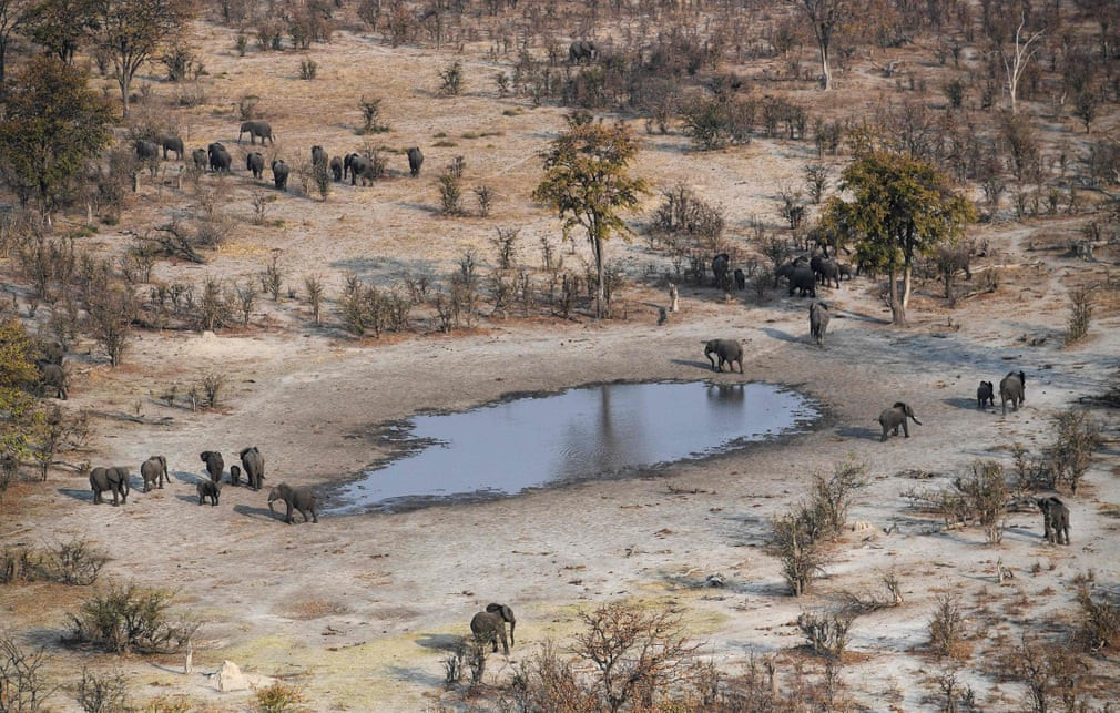 Đàn voi kiếm ăn trong khu bảo tồn động vật hoang dã ở Chobe, Botswana. (Nguồn Guardian)