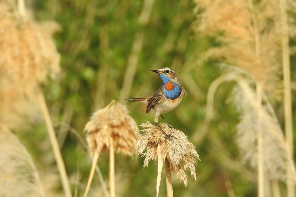  Chim oanh cổ xanh đậu trên lá cỏ khô ở thành phố Tân Cương, Trung Quốc. (Nguồn Guardian)
