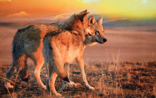 Những con sói hoang kiếm ăn ở ngoại ô thành phố Hulunbuir, Nội Mông, Trung Quốc. (Nguồn Guardian)