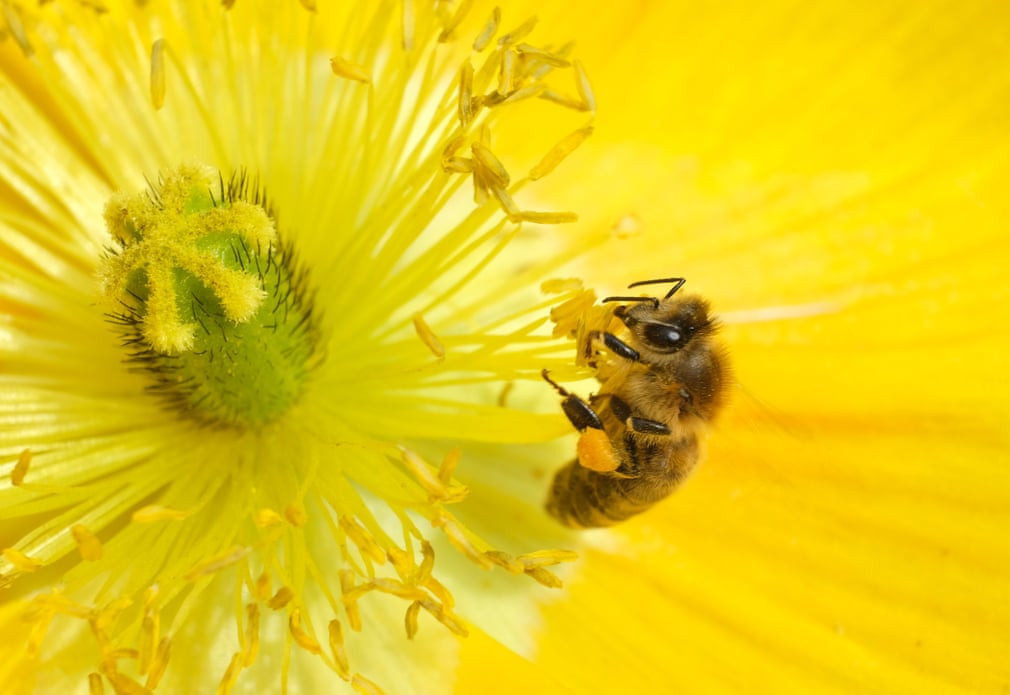 Ong hút mật hoa ở thành phố Berlin, Đức. (Nguồn Guardian)