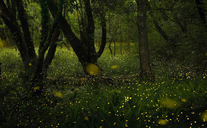 Những con đom đóm phát sáng lung linh trong một khu rừng ở thành phố Suita, tỉnh Osaka, Nhật Bản. (Nguồn Guardian)