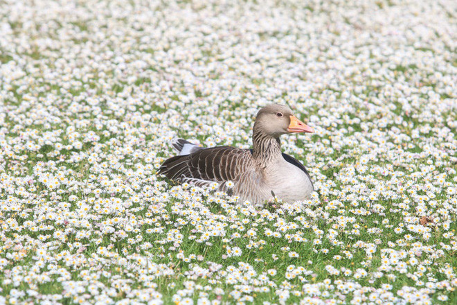 Ngỗng tận hưởng nắng ấm áp trong công viên Regent’s Park ở thành phố London, Anh. (Nguồn Guardian)