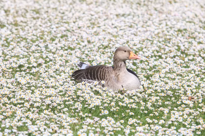 Ngỗng tận hưởng nắng ấm áp trong công viên Regent’s Park ở thành phố London, Anh. (Nguồn Guardian)