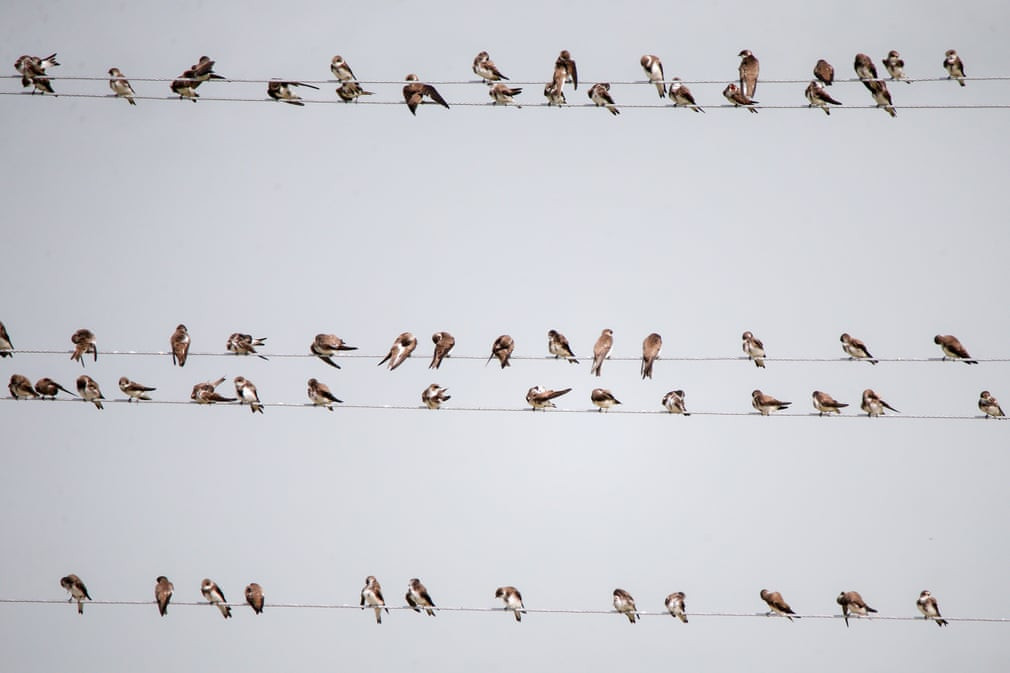 Chim nhạn đậu trên dây điện trong hành trình di cư qua hồ Van, Thổ Nhĩ Kỳ. (Nguồn Guardian)